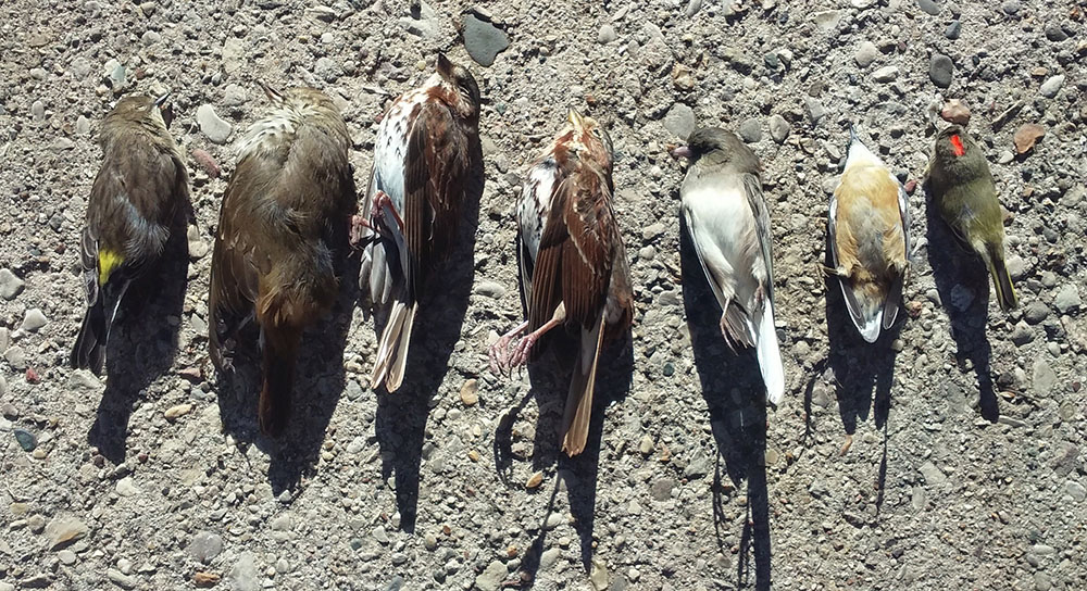 One day's toll of dead birds on Innovation Campus