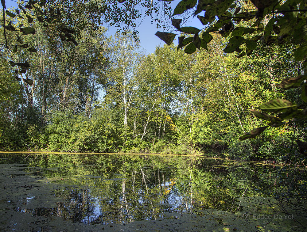 The pond.