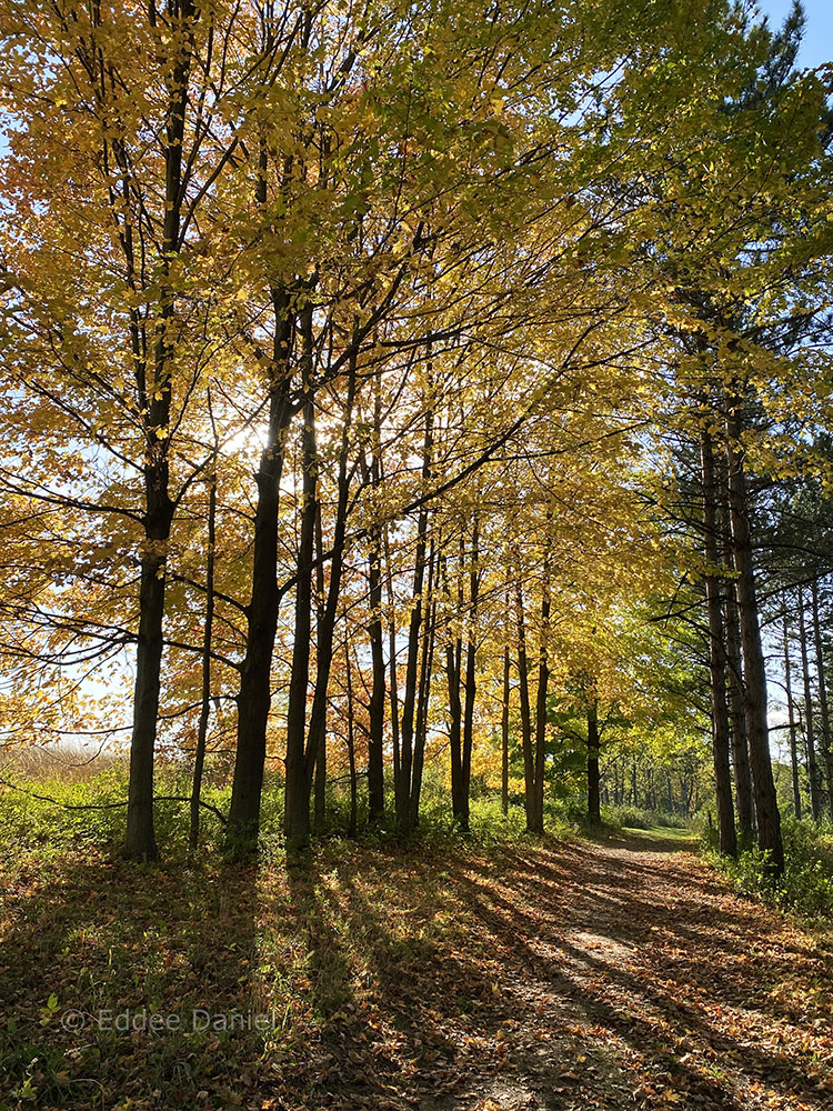 Sun glow bursting through autumn leaves.