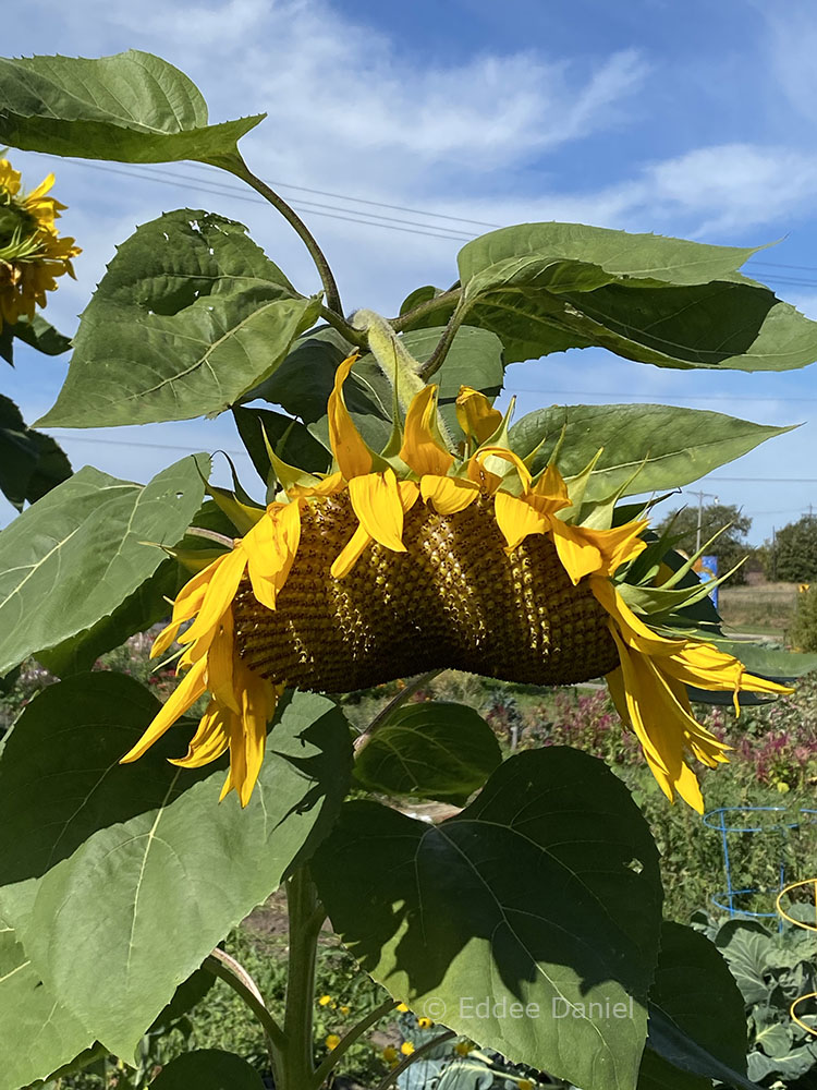 Sunflower!