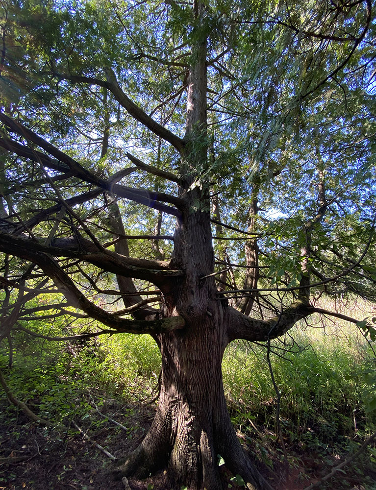 A "super" cedar