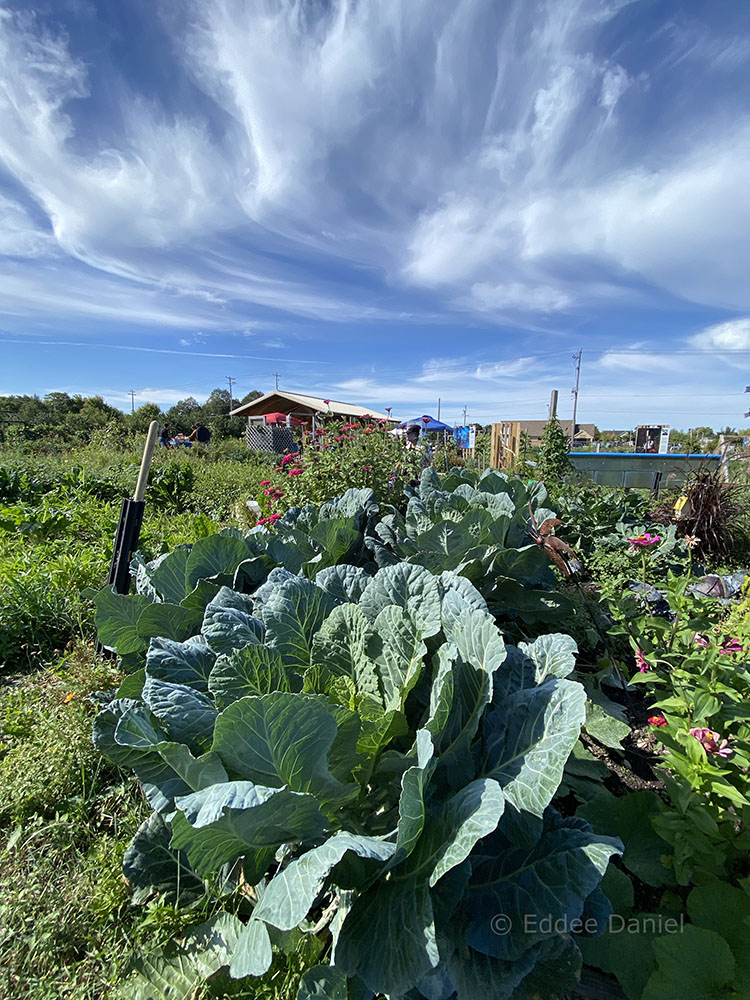 lettuce and clouds