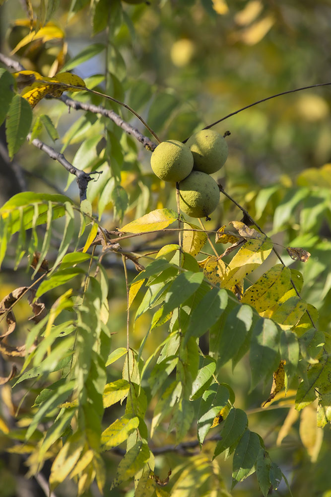 Walnuts.