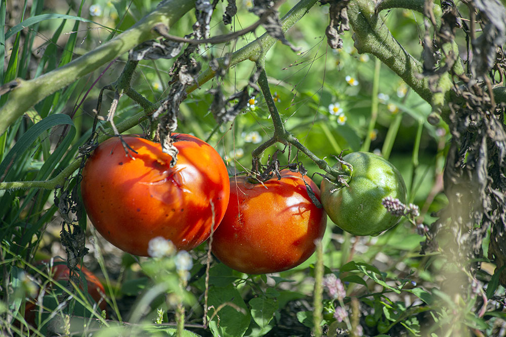 Tomatoes ripening in the garden