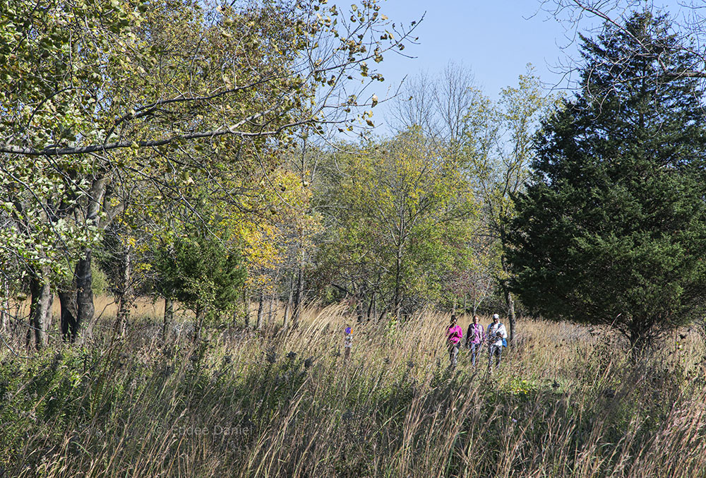 Stragglers on the savanna.