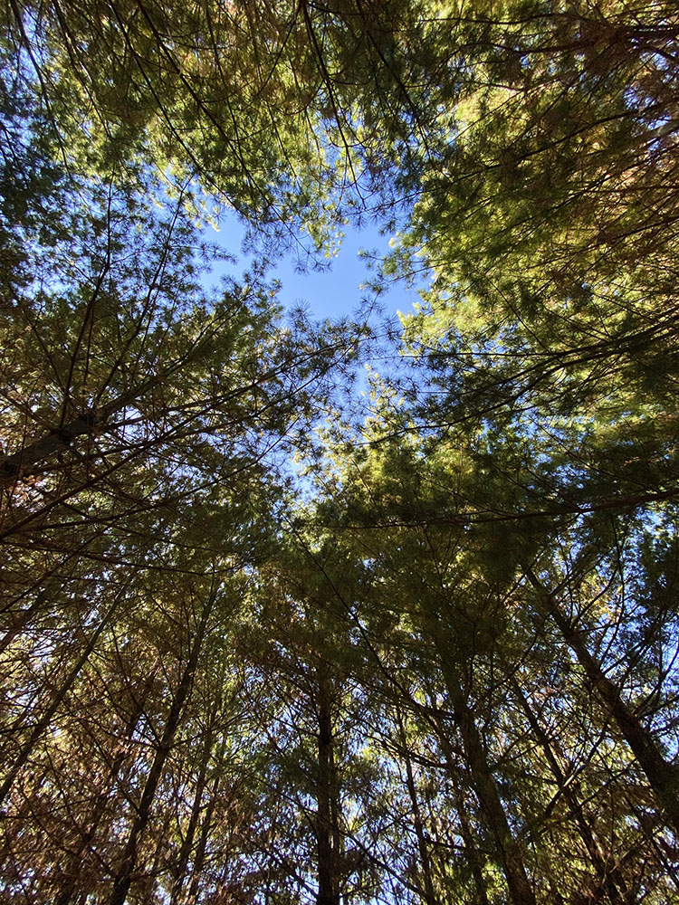 Looking up into the pines. 