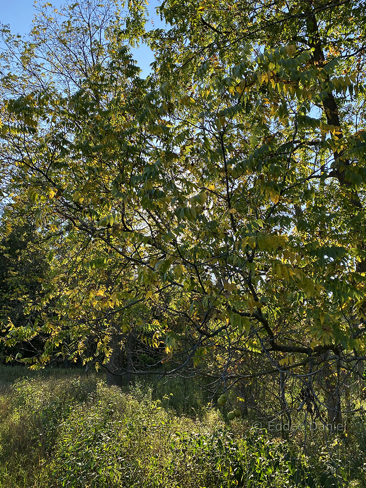 Black walnut tree backlit by the setting sun.