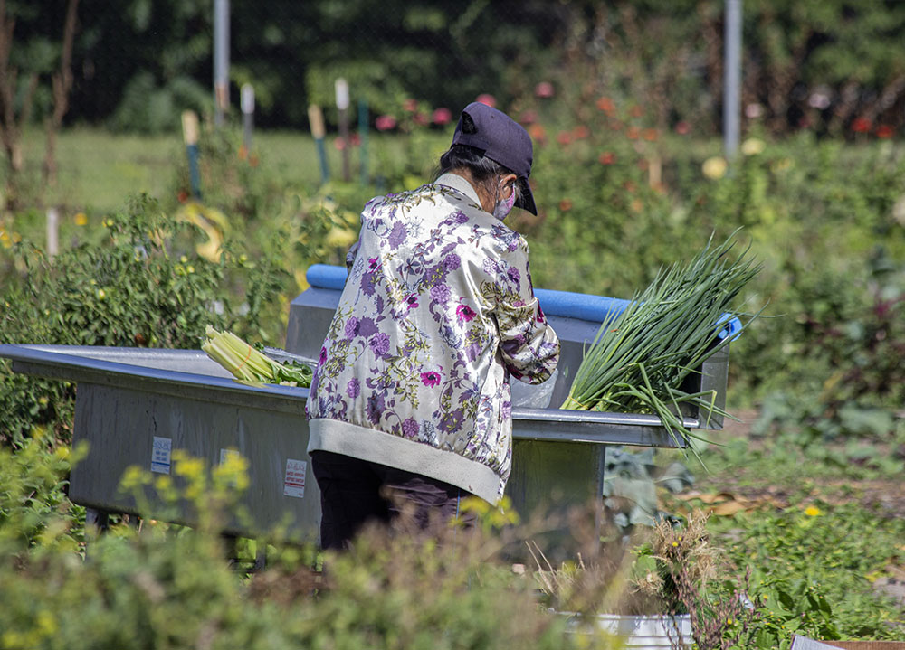 An urban farmer washing vegetables.