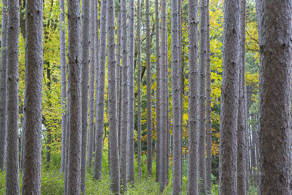 Forest yin and yang.