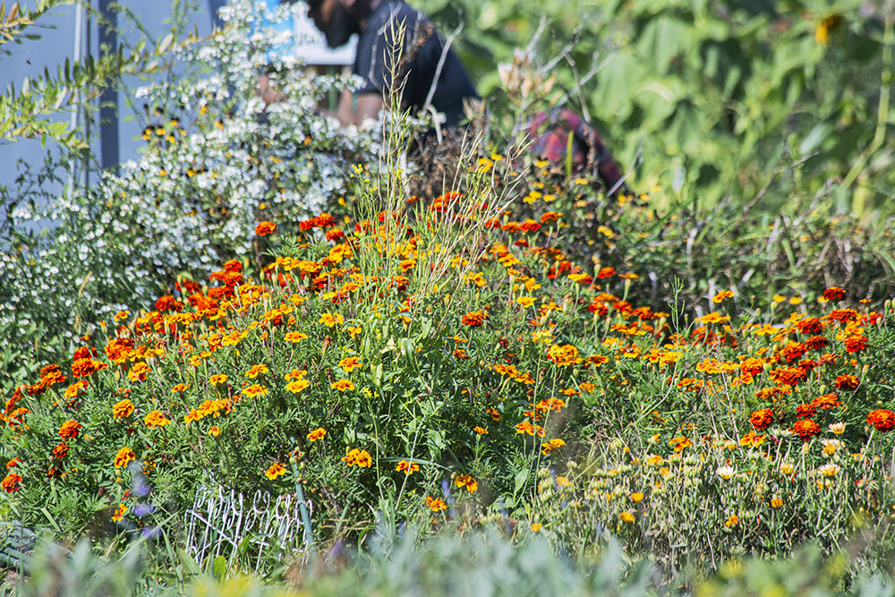 A wave of zinnias.