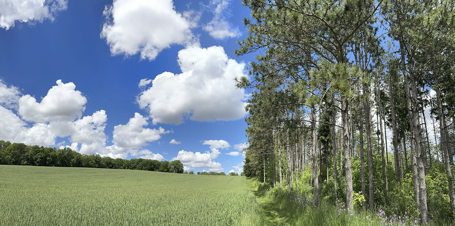 Ag Field and Pine Plantation panorama