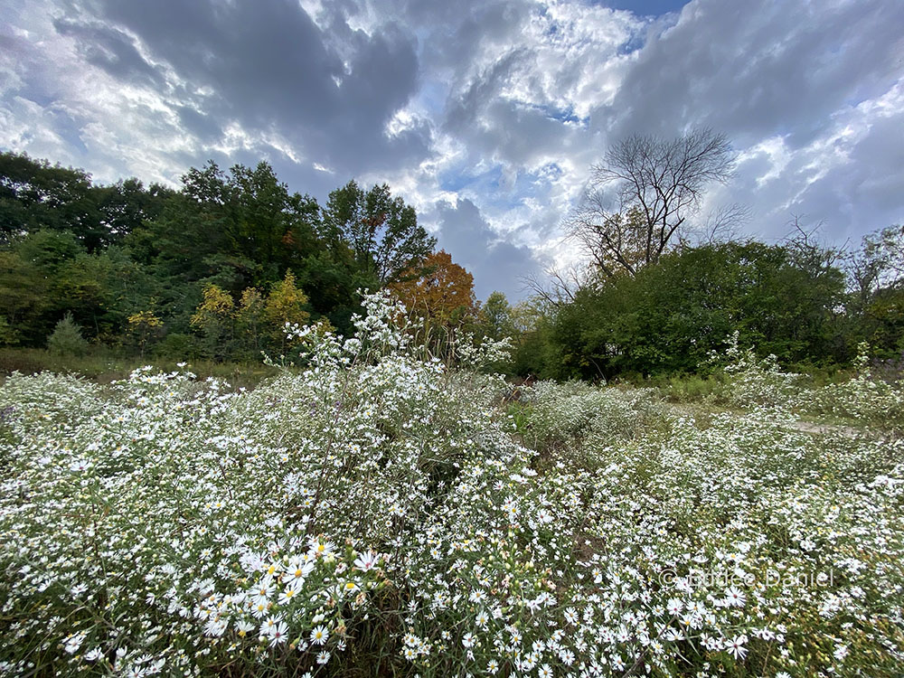 First week of October and still very little color, but an explosion of autumn asters graces a meadow at Wehr Nature Center in Whitnall Park, Franklin.