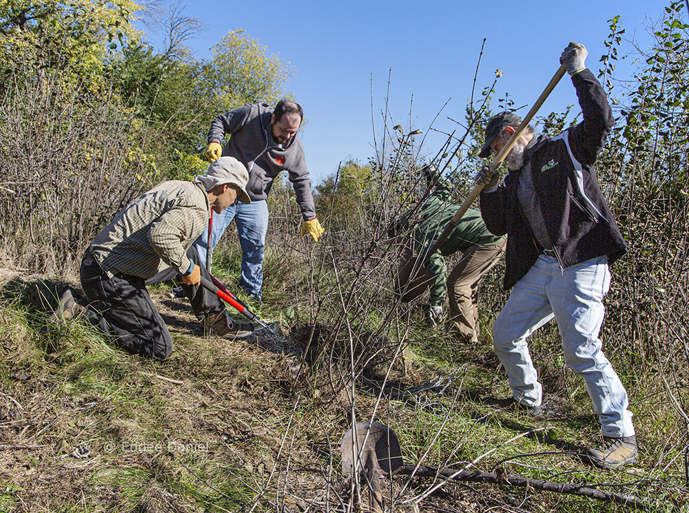 Volunteers attack invasive buckthorn as they clear the way for the new trail.