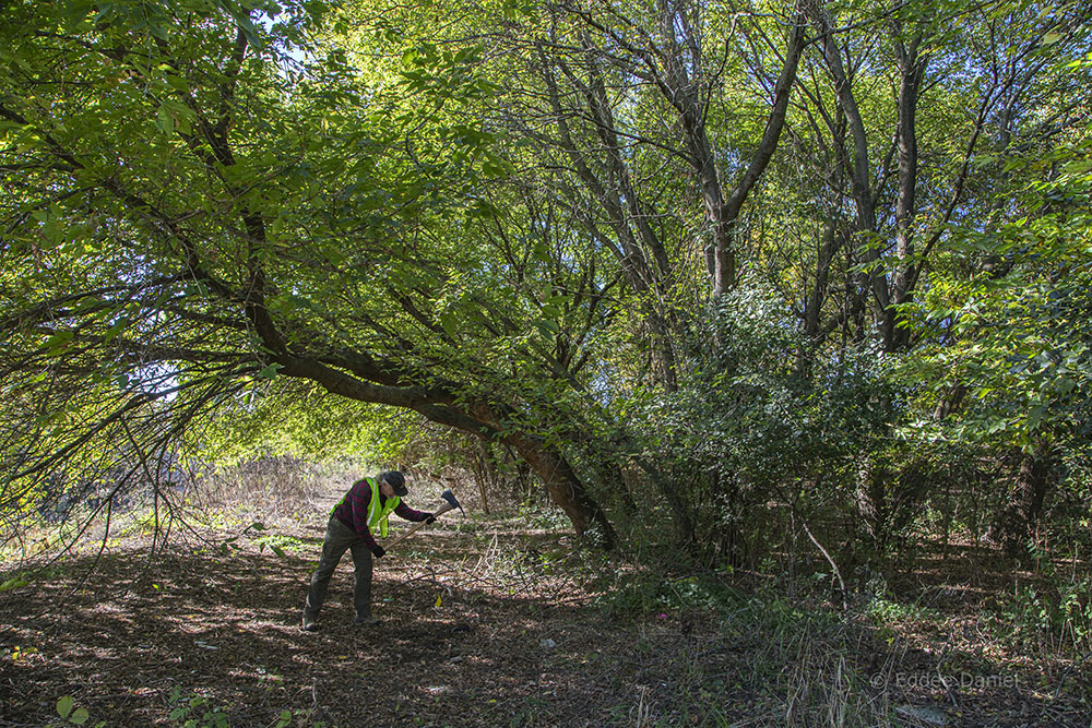 Nearby Nature MKE Project Coordinator David Thomas working on the trail.