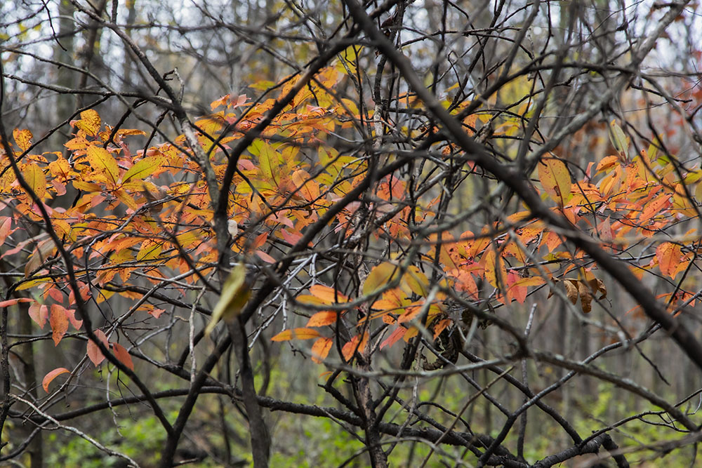 The same day, just east of West Bend next to the airport, the colors were more subdued, most of the foliage already fallen from the trees, at Decorah Woods Preserve on the Milwaukee River.