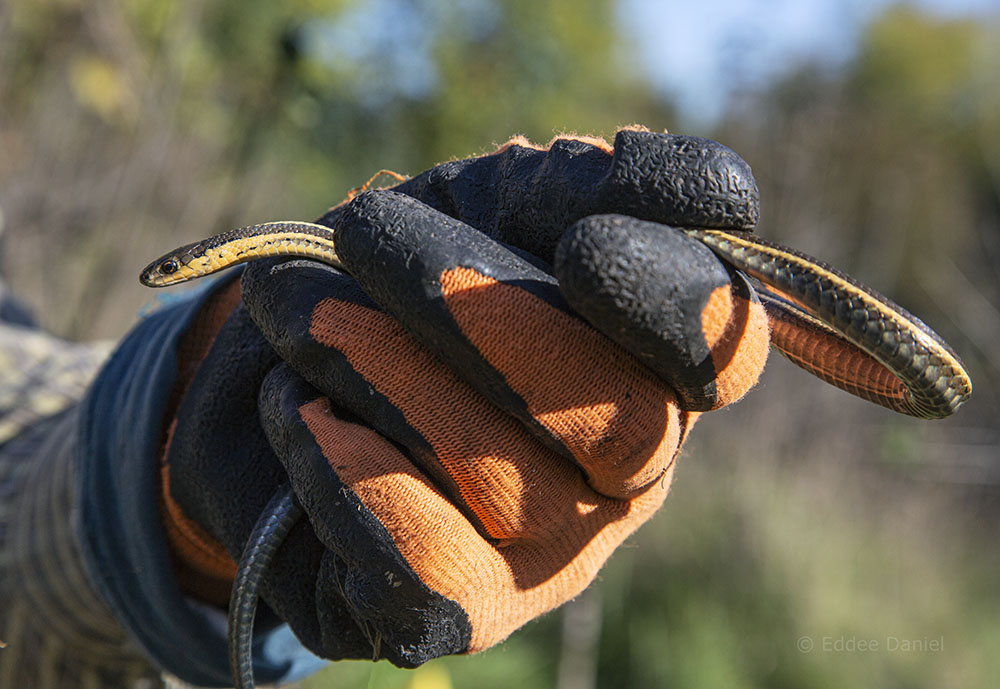 A small garter snake found during trail construction.