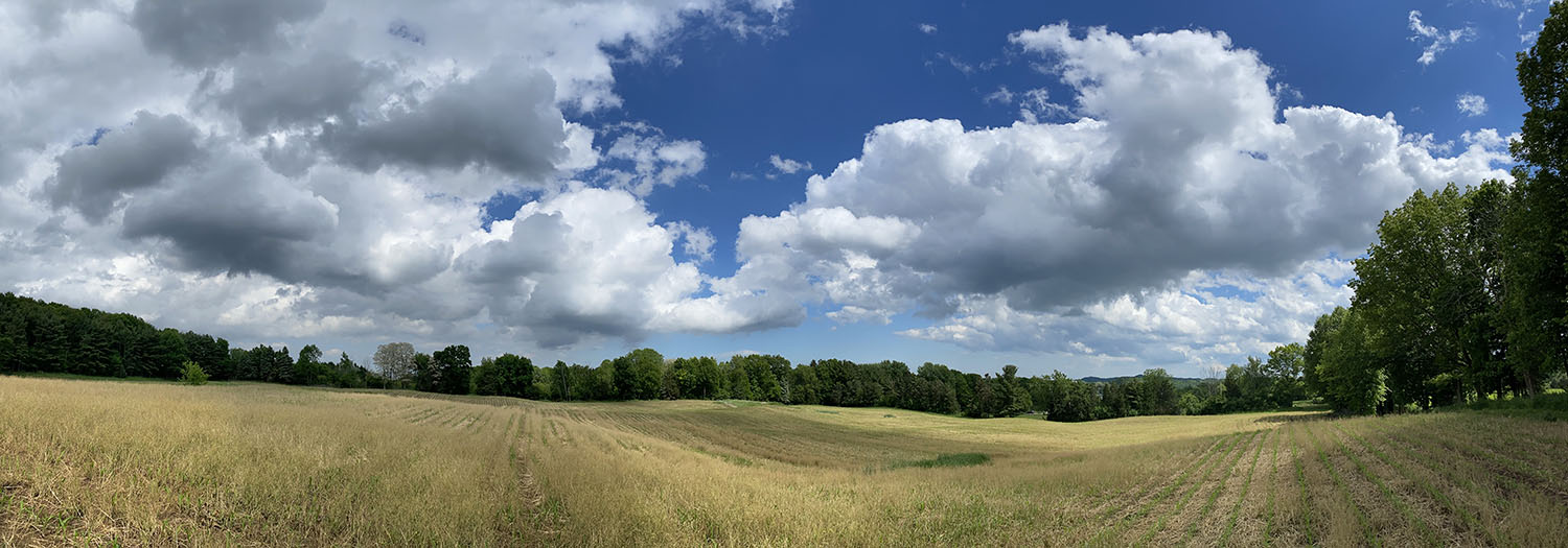 Field and sky panorama