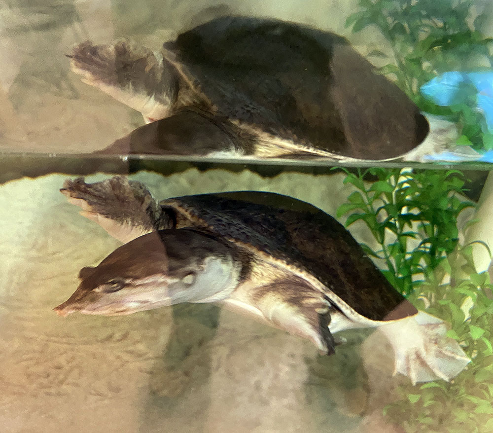 A Florida soft-shell turtle in one of the UEC's aquariums. 