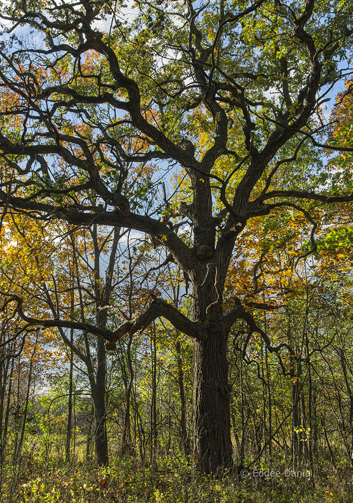 Bluhm Farm City Park, named after one of the pioneers who founded Muskego is largely playing fields but has a nice woodland trail along the back of the lot with some enormous o