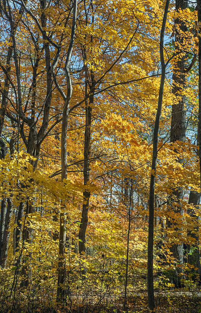 80-acre Sanders Park, a Racine County Park in Mount Pleasant, includes a DNR-designated Hardwoods State Natural Area.