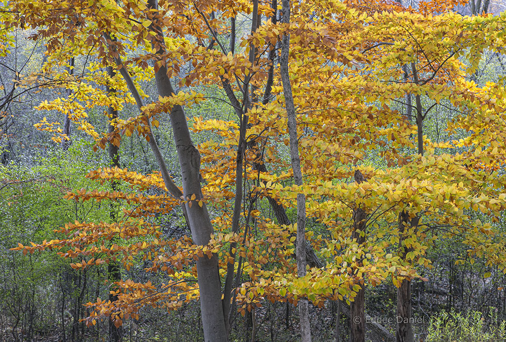 eech leaves (set against the still-green backdrop of invasive buckthorn!)