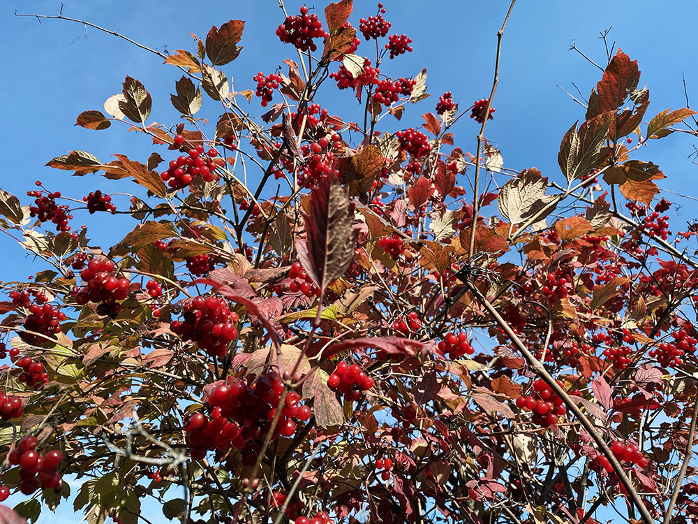 On the same day, across Big Cedar Lake, I found mostly bare trees at Fox Hill Nature Sanctuary, another CLCF property. This Guelder Rose Viburnum provided a bit of color in an otherwise lackluster landscape. But beautiful nonetheless with rolling glacial hills and broad trails.