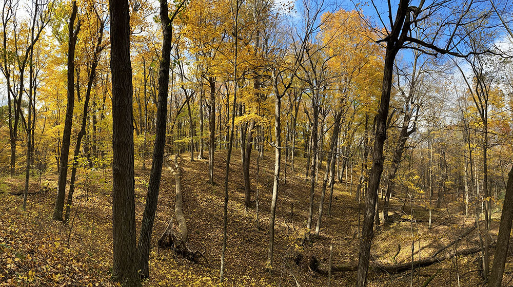 The other OWLT preserve was Hepburn Woods, nestled amongst the glacial terrain along the Ice Age Trail. This one was resplendent in autumn gold.