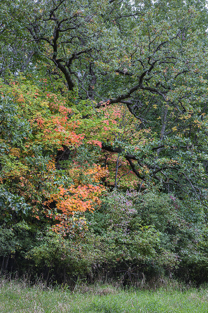 A small burst of orange nearly smothered by still-green foliage all around at High Grove City Park in New Berlin.