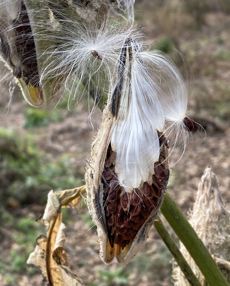 A bursting milkweed seed pod, symbolizing the hope of restoration.