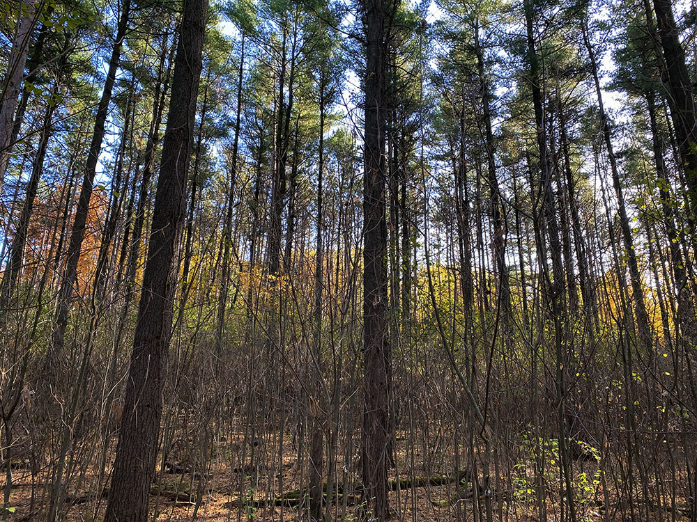 Although a little farther afield than usual, in Walworth County, I was intrigued enough by its name to go visit Natureland Park. My suspicions at the whiff of Disney in the name were quickly dispelled as I walked around each of the four looping, color-coded nature trails huddled around the southern tip of Whitewater Lake.