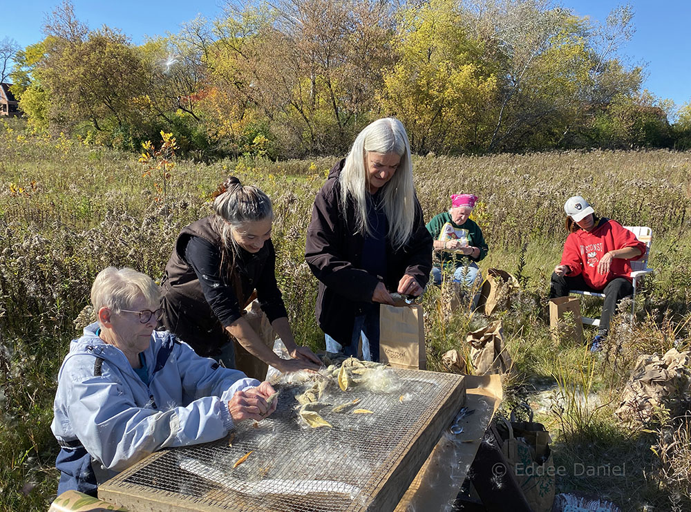 Friends of the Monarch Trail out sifting and spreading milkweed seeds