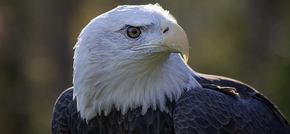 Valkyrie, a bald eagle, at Schlitz Audubon Nature Center