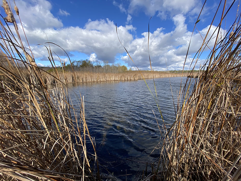 Even as some places reached peak autumn color, others had already gone brown. This is an unnamed Waukesha County property adjacent to St. Martin's Woods State Natural Area near Big Bend.