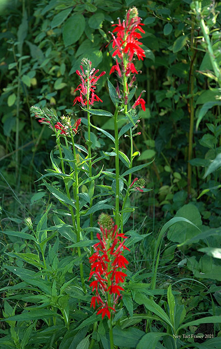 Cardinal Flower.