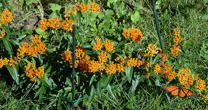 Monarch on Butterfly Weed