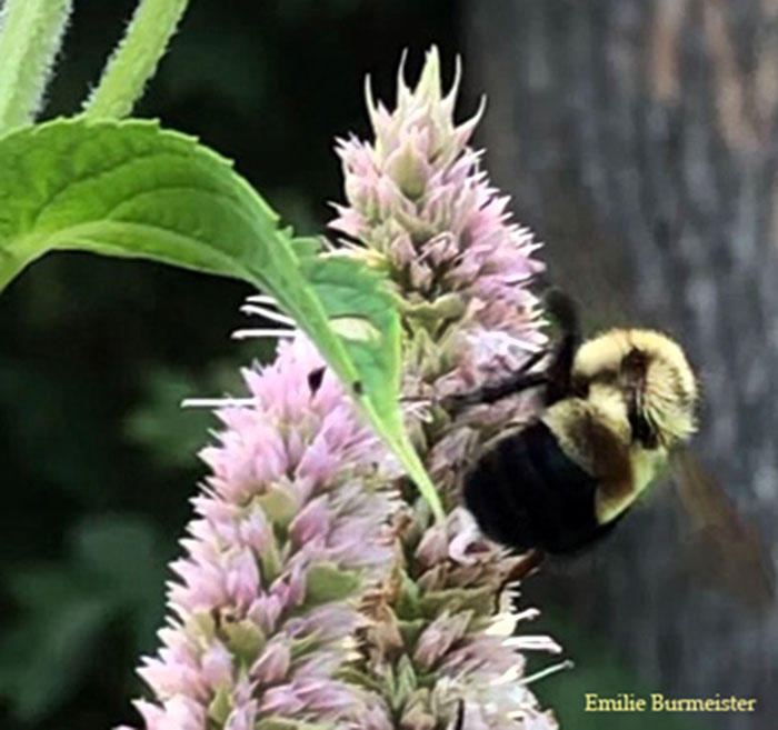 Rusty patched bumblebee. 