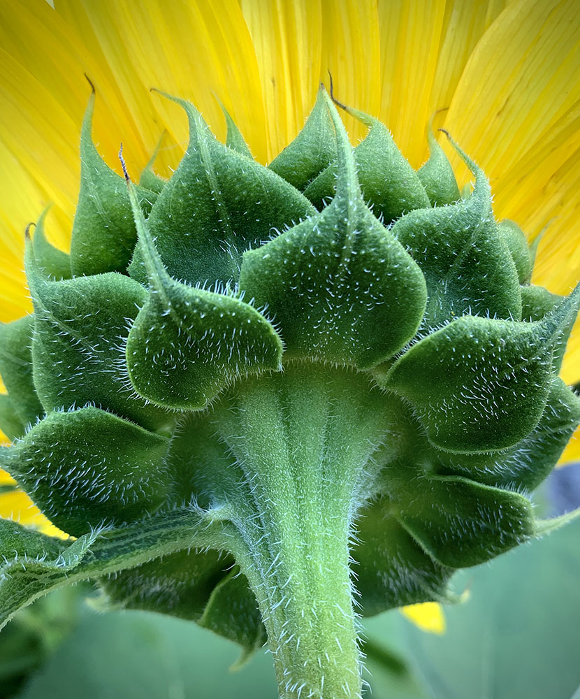 Sunflower. Photograph by Frankie Garr.