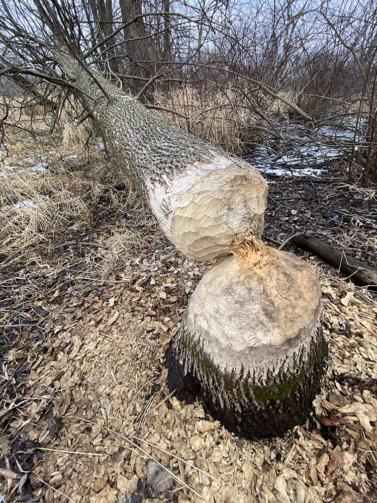 Evidence of beavers.