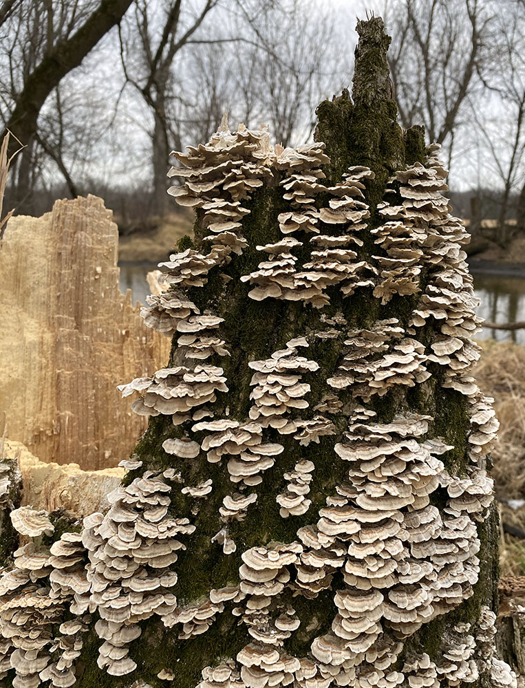 Bracket fungi on a stump.