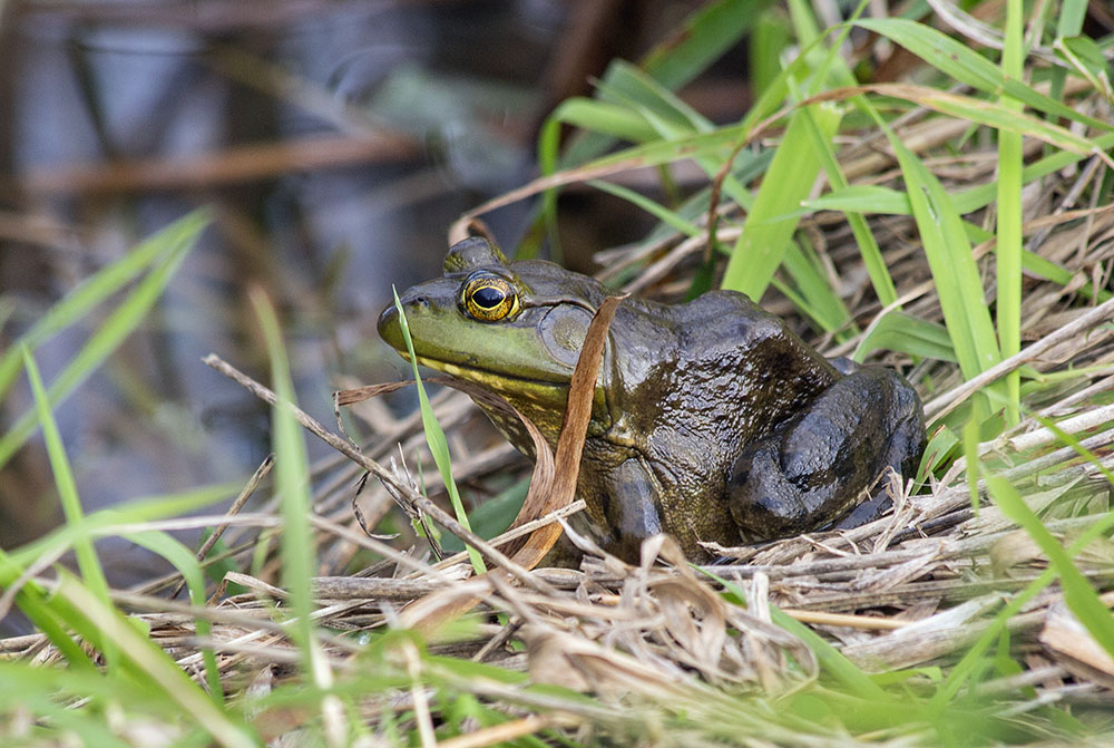 Bullfrog.