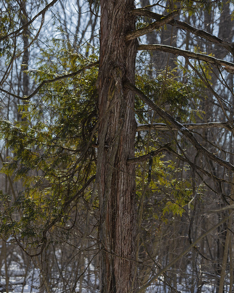 A young cedar.