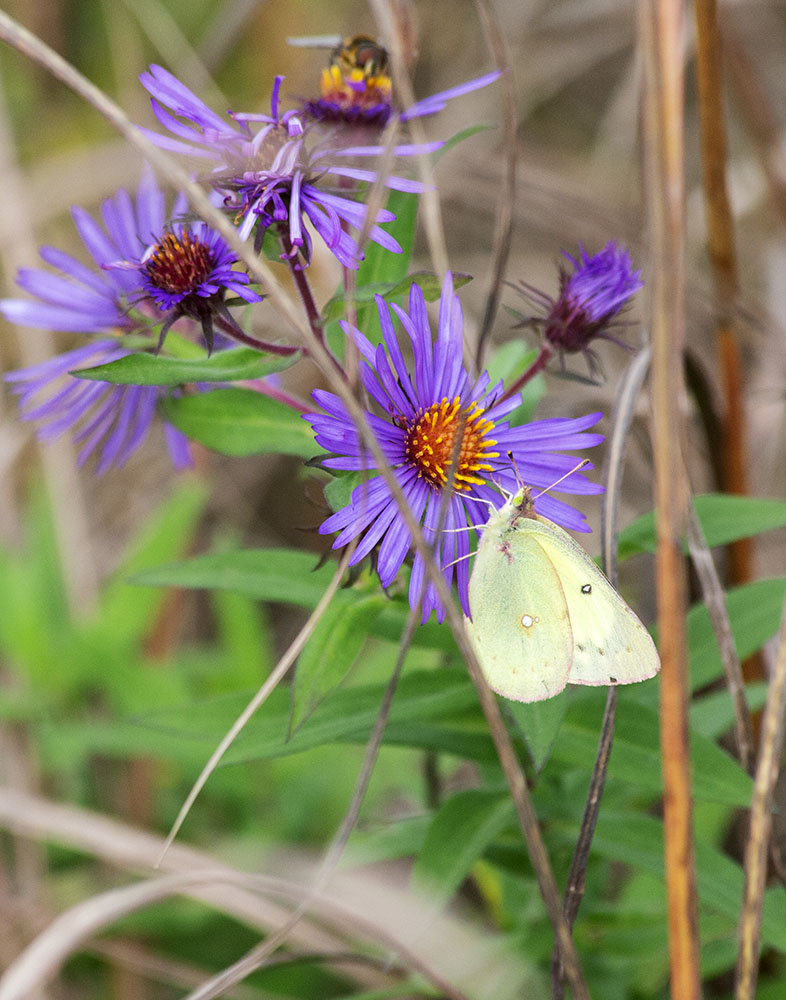 A clouded sulfur butterfly.