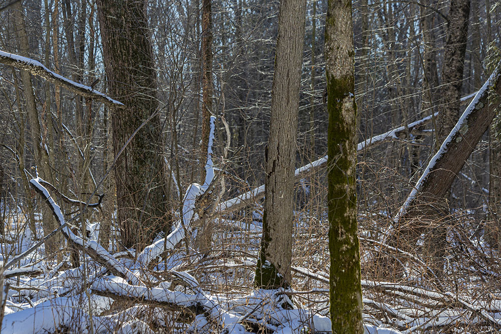 A filigree of sunlit branches deep in the swamp