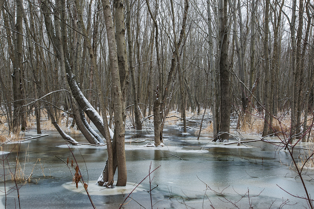 Jackson Swamp State Natural Area.