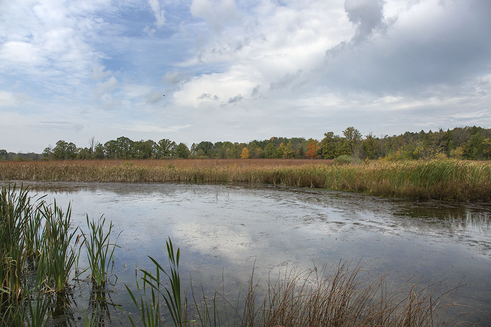 A pond in autumn.