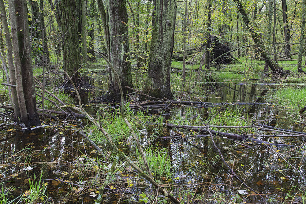 The swamp in summer.