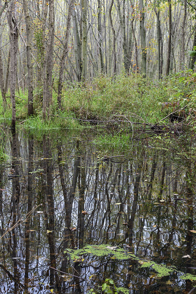 A reflective pool in the swamp.