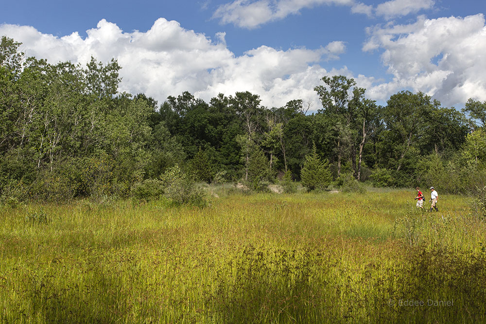 Jared and Jeff wading in a wetland meadow hunting for snakes.