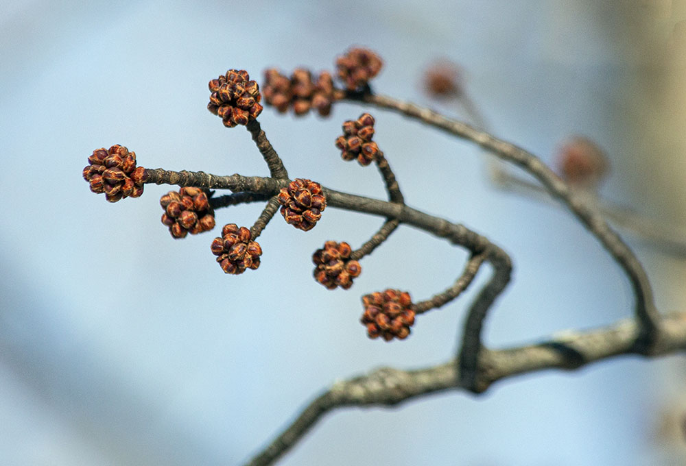 Tree seeds, possibly silver maple, are among the few edible winter treats.