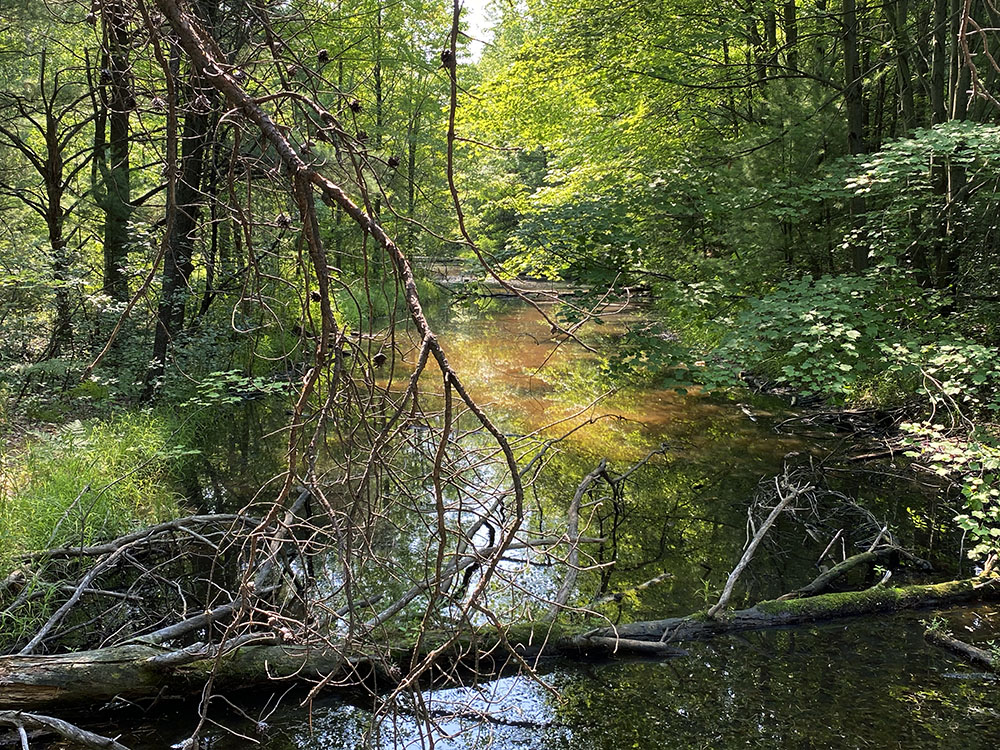 The natural features of the park include this slough.